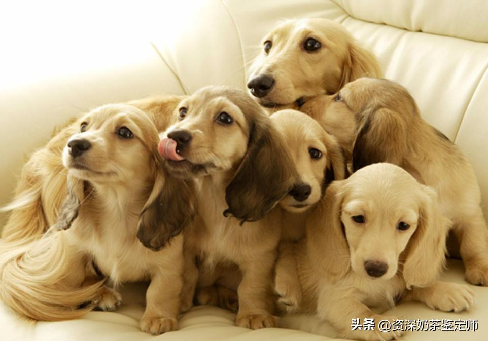 宠物打针主人担心,宠物打针会有什么影响