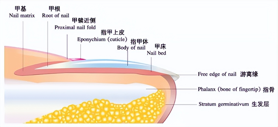 小脚趾甲分成两瓣的人怎么了,小脚趾甲长成两瓣
