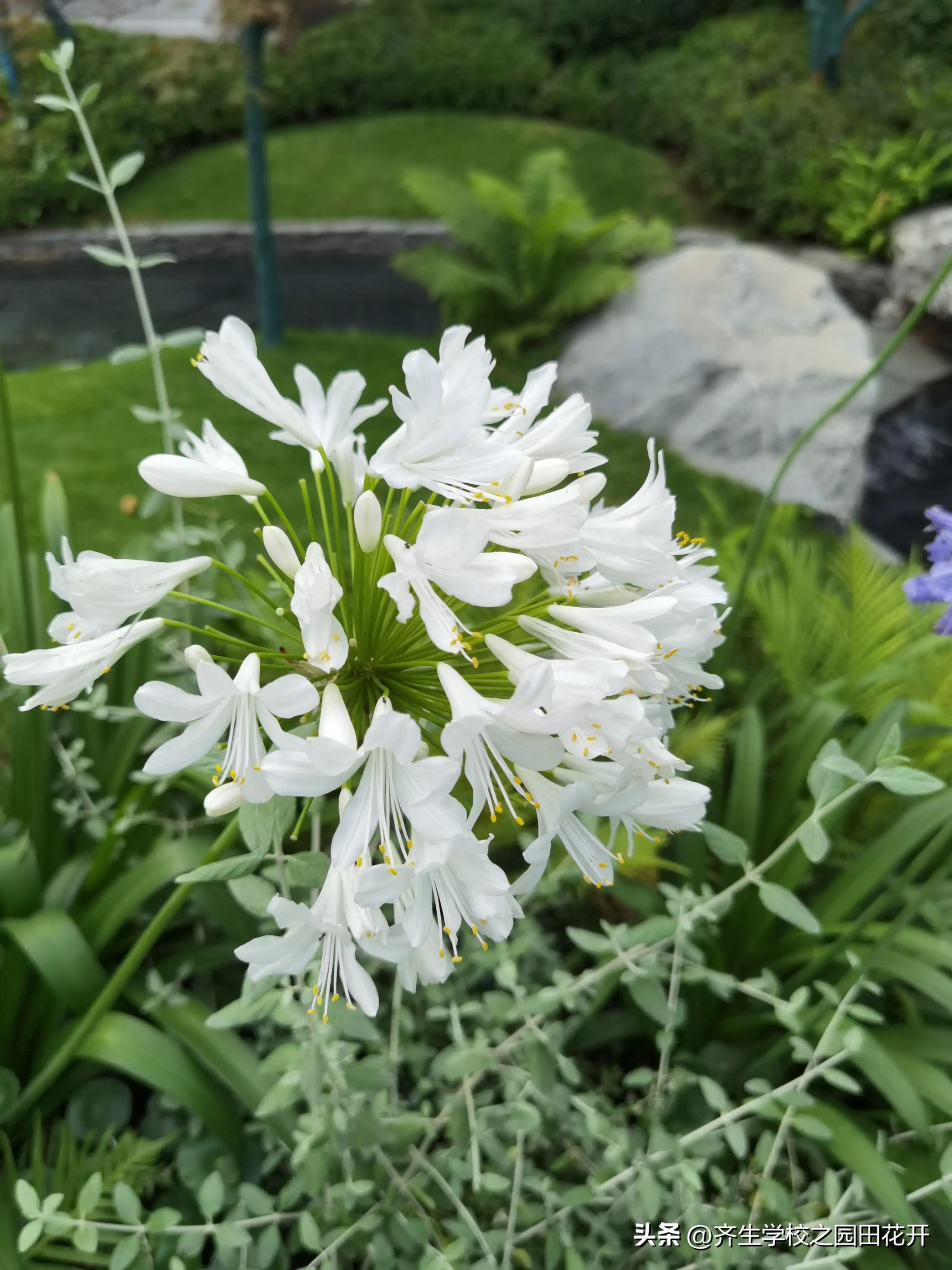 理想花园质量问题,花园庭院设计2024年新趋势