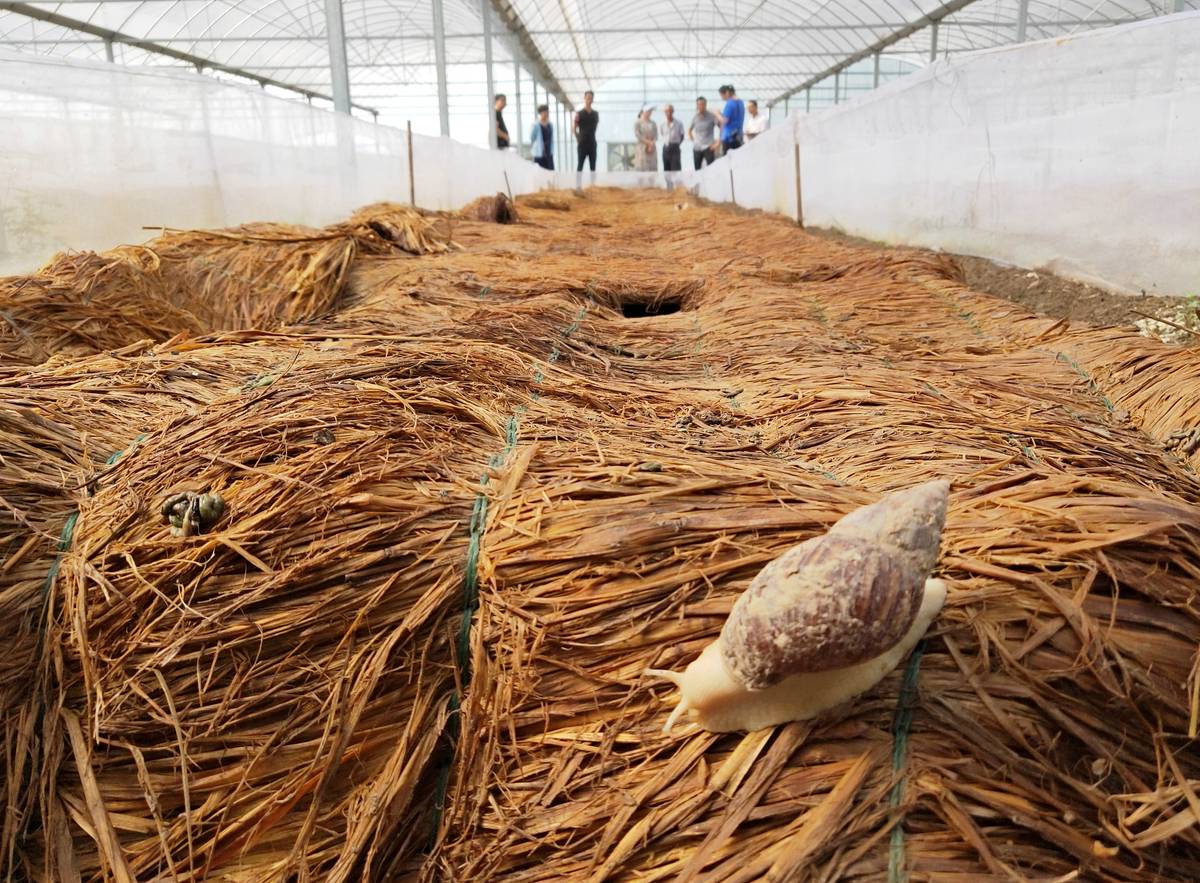 蜗牛可以做花肥吗,蜗牛做美容产品