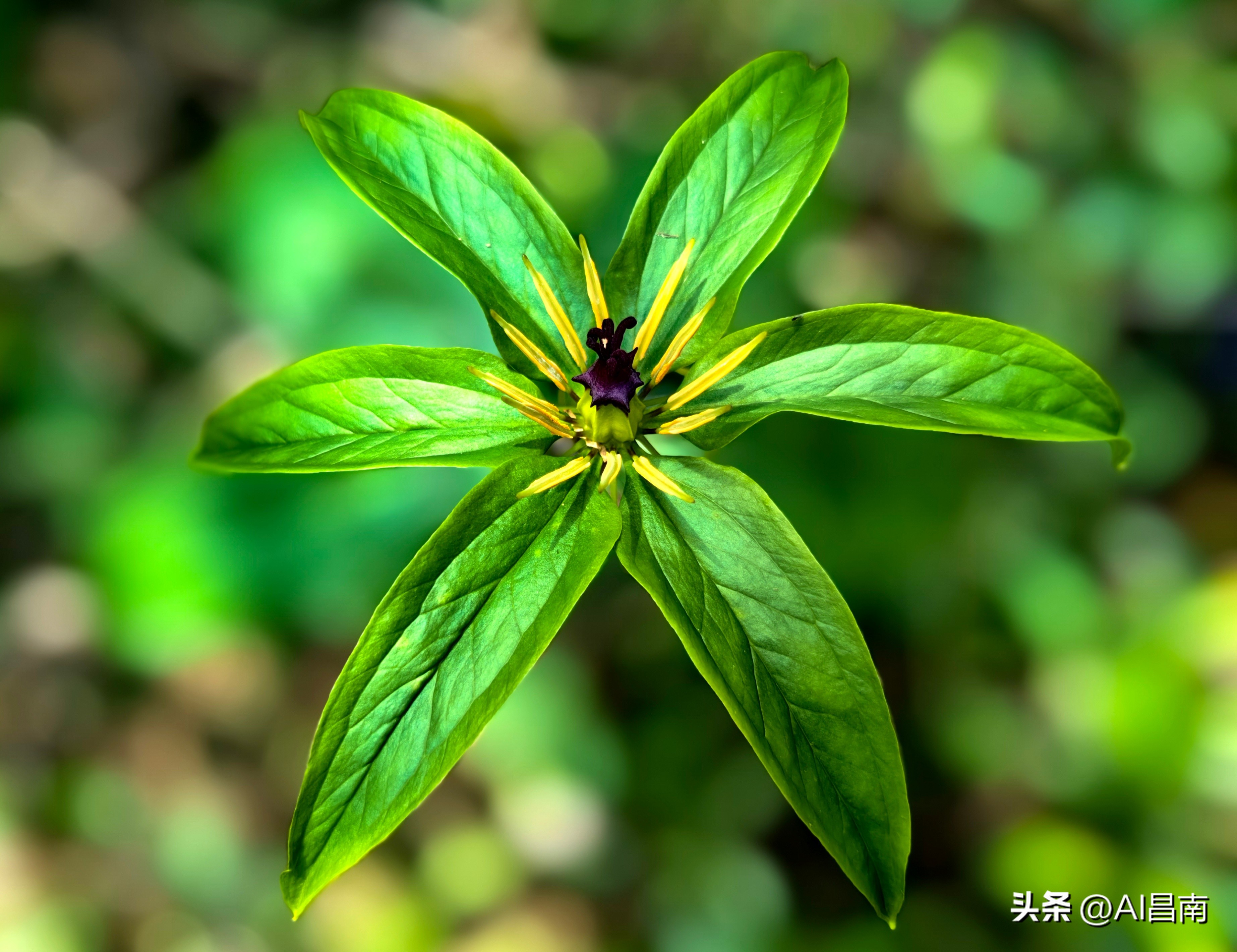 浮梁江村七叶一枝花,江西九岭山首次发现极度濒危植物