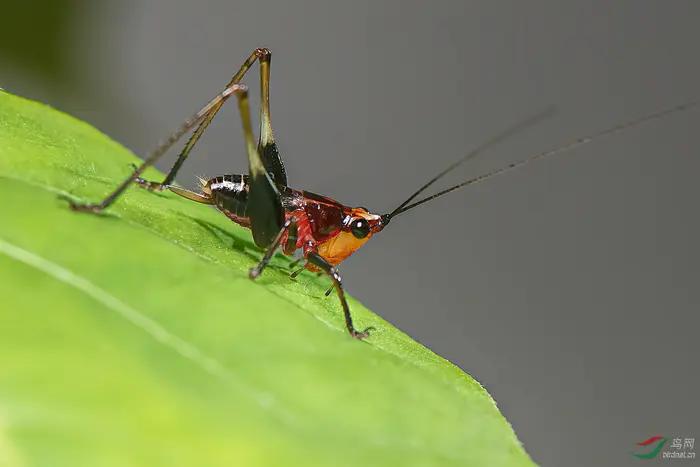 昆虫记家长共读感悟,读法布尔昆虫记有感
