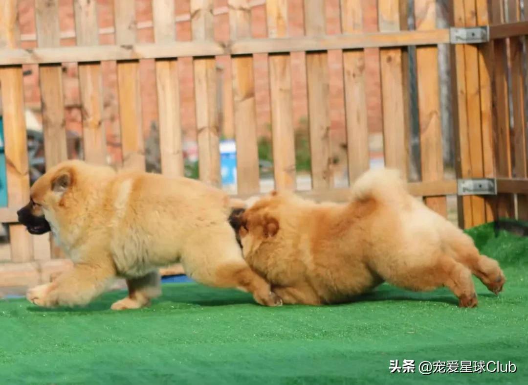 松狮犬是大型犬吗,熊仔松狮犬