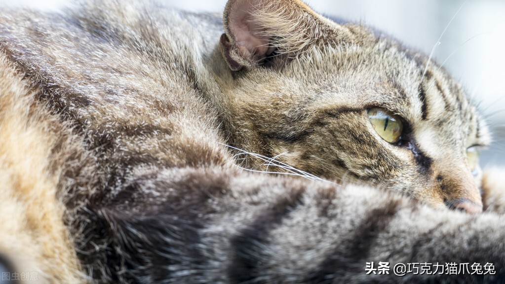 养猫感觉喉咙有毛,养猫感觉屋里味道难闻有危害