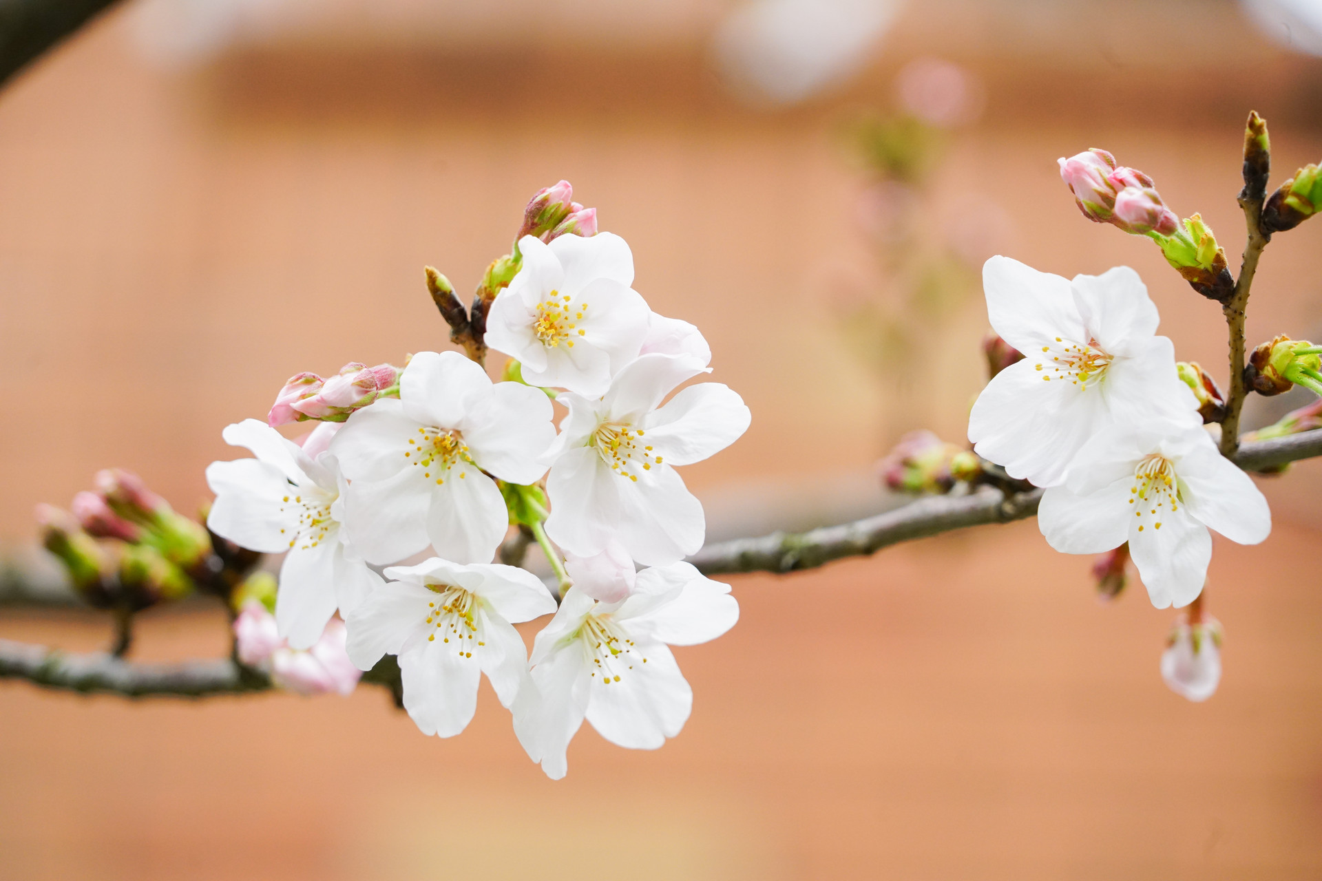 古诗不为往事扰余生只愿笑,感悟不为往事扰余生只愿笑
