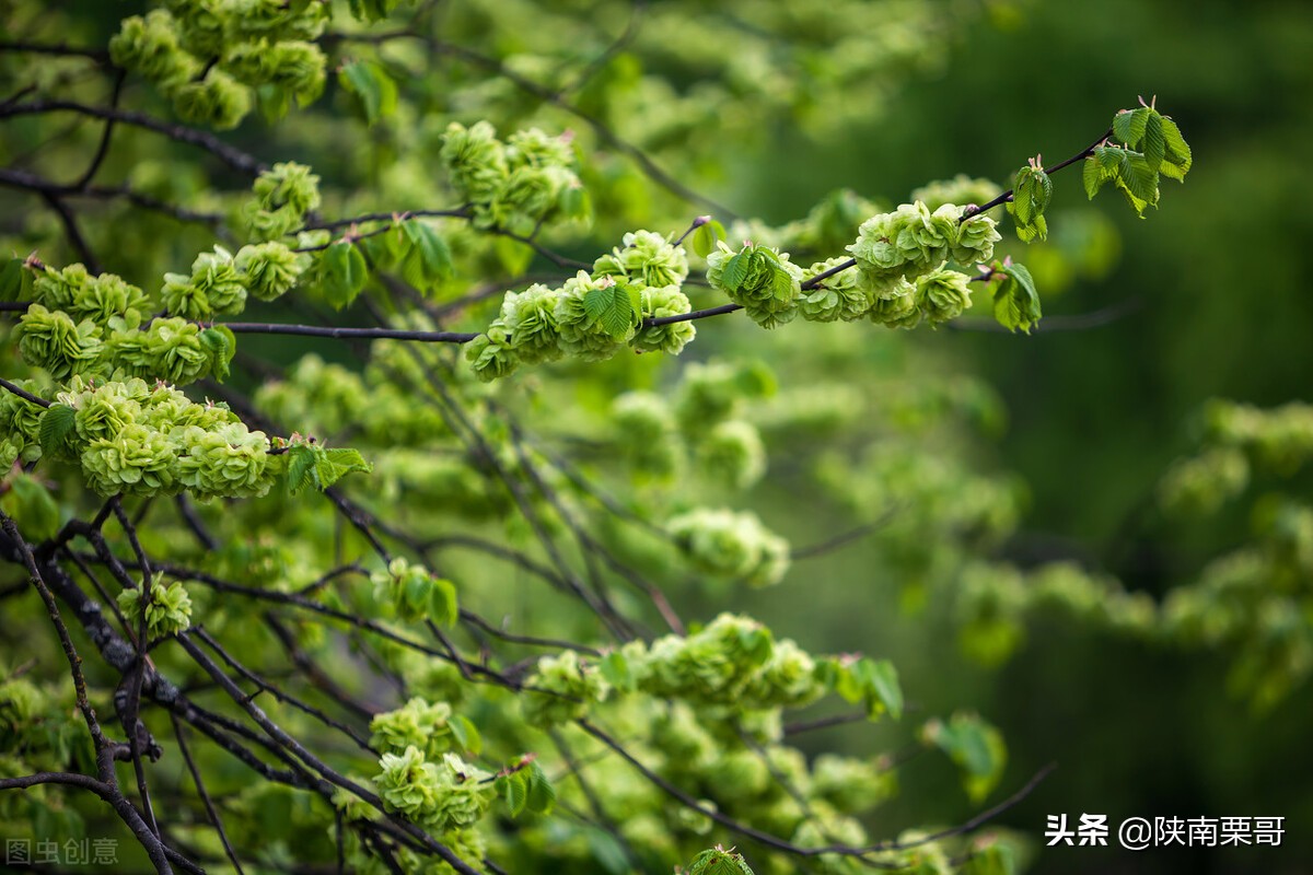 门前树不能乱,门前种的树风水好吗