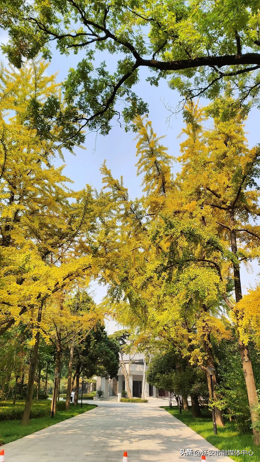 陕西宾馆迎来最佳观花赏景季节,陕西宾馆内景色