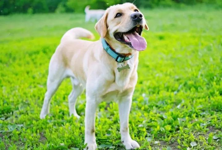 6种最聪明的狗狗你有没有养过呢,最受欢迎的10种狗狗排行榜