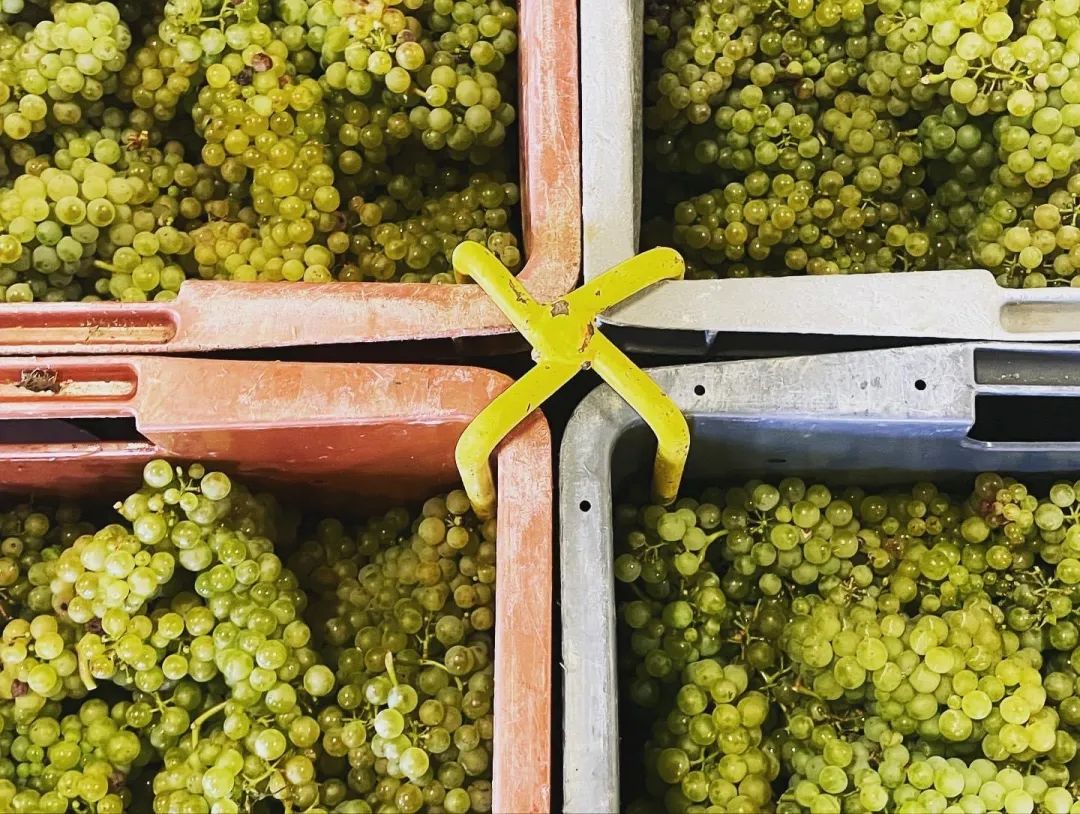 香槟葡萄园旅行,旅游香槟