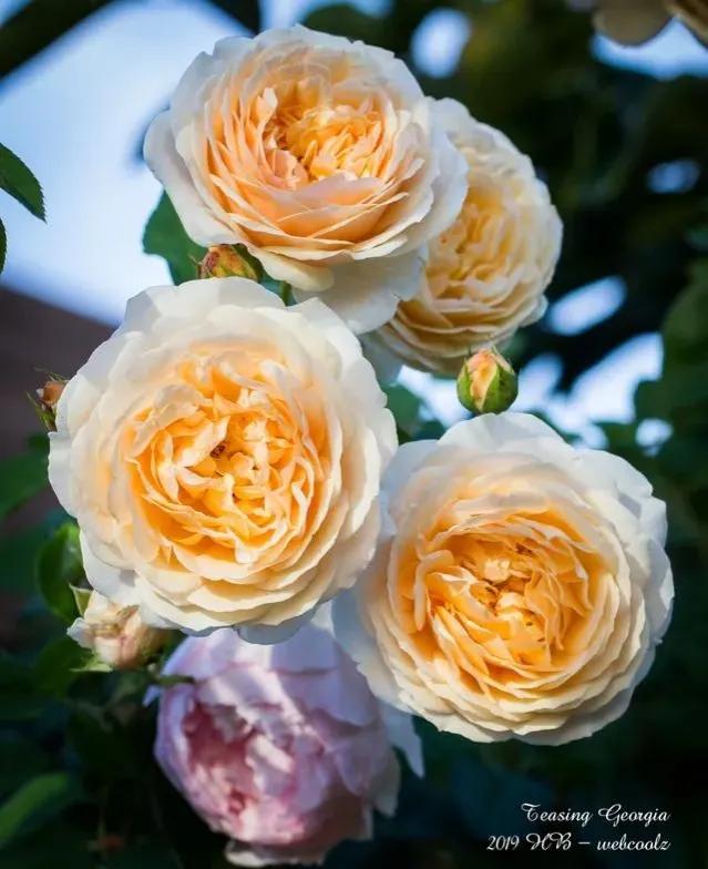 欢笑格鲁吉亚藤本,欢笑格鲁吉亚会变色吗