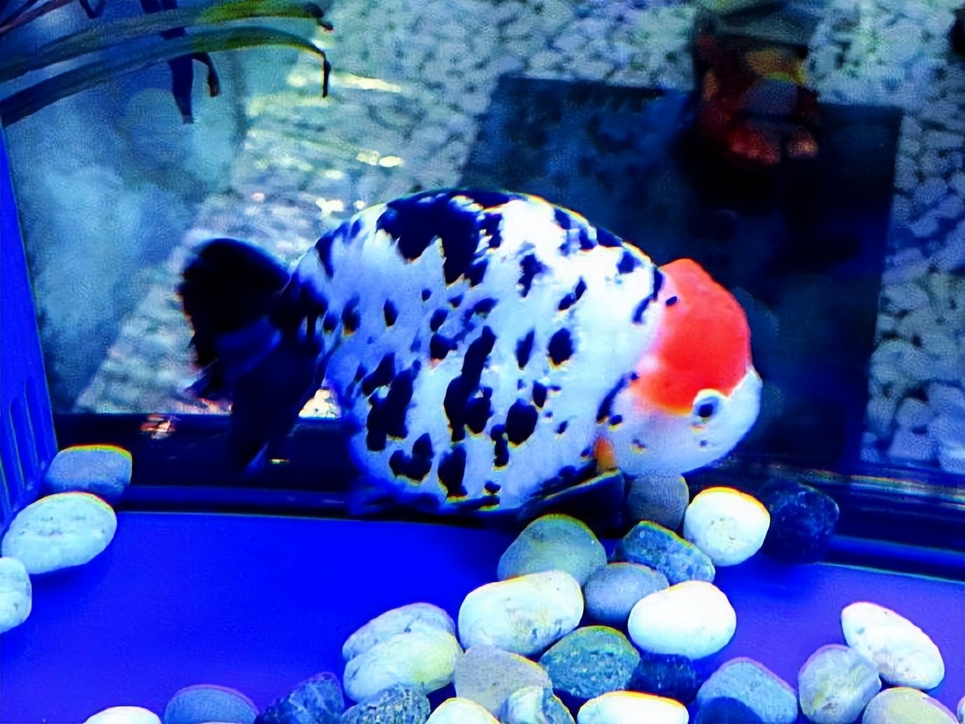 鱼缸大饲养密度小兰寿金鱼能活吗,兰寿金鱼饲养照明灯有必要吗