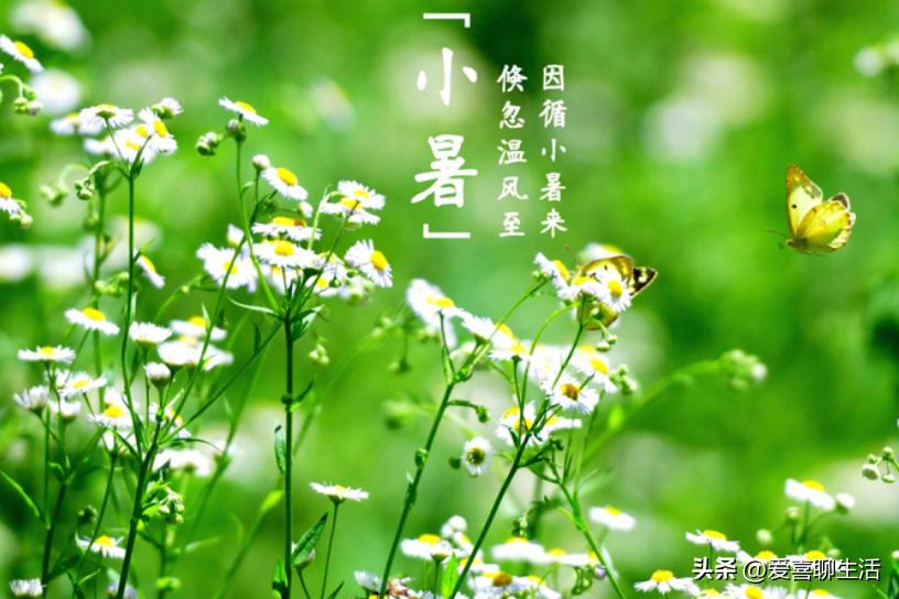 小暑的季节吃什么食材最好,意想不到的吃法小暑吃它正合适