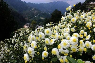 黄山贡菊2024年价格预计多少一斤,黄山贡菊是白菊吗价格多少钱一斤