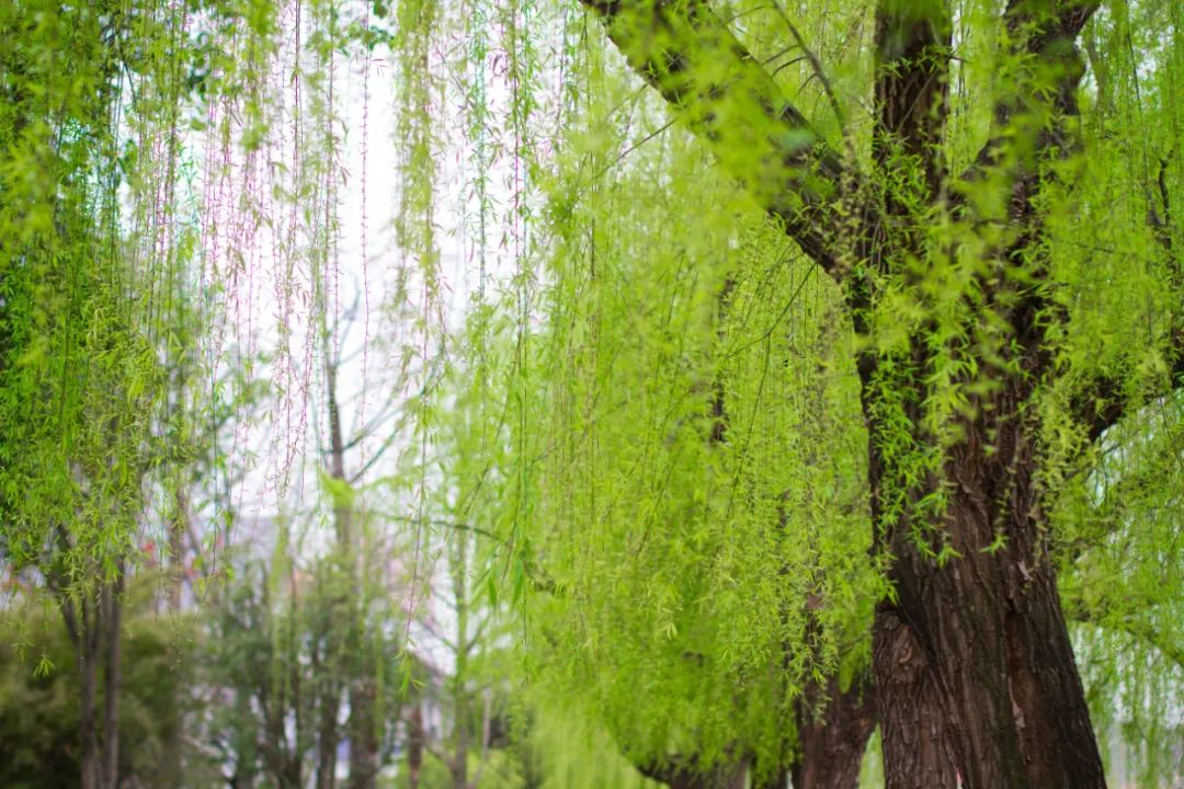 写春天最美好的50首诗词,写春天最唯美的古诗词50首