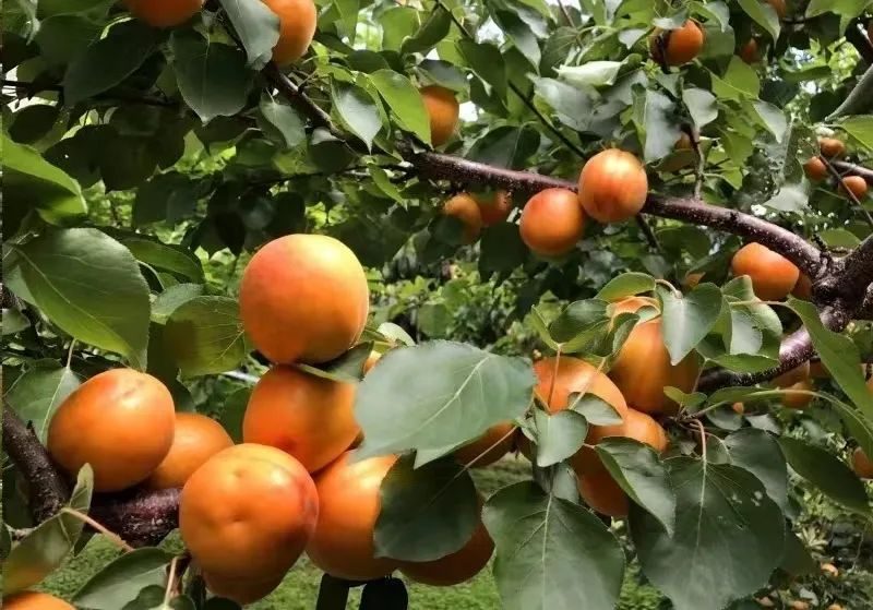 汶川旅游景点十大排行榜,四川旅游推荐汶川