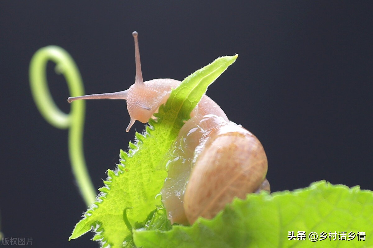 如何清除菜地里的蜗牛和鼻涕虫,蔬菜鼻涕虫与蜗牛如何防治