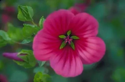 这二十幅极品花卉越看越醉,超好看又耐看的花卉图