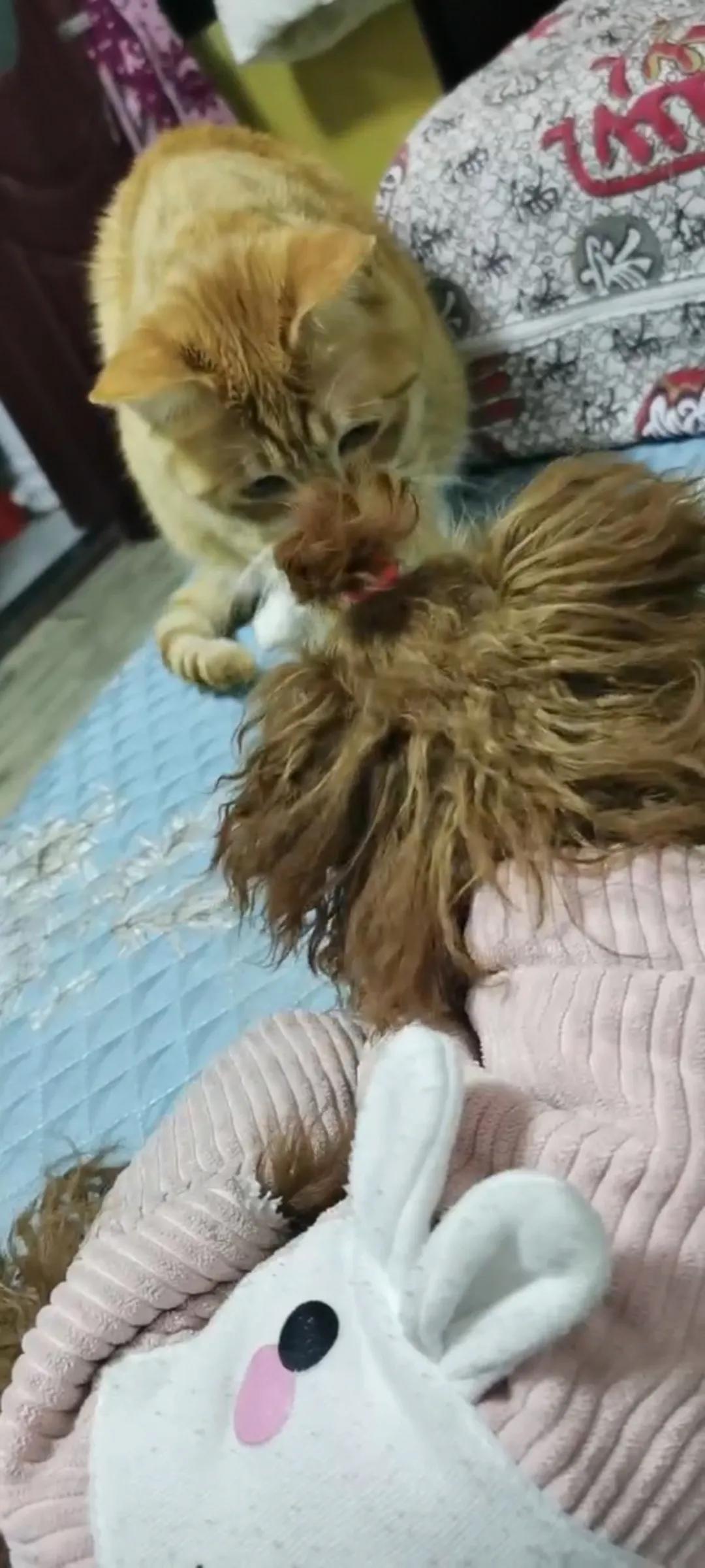 猫狗同养注意事项,猫狗可以一起养吗