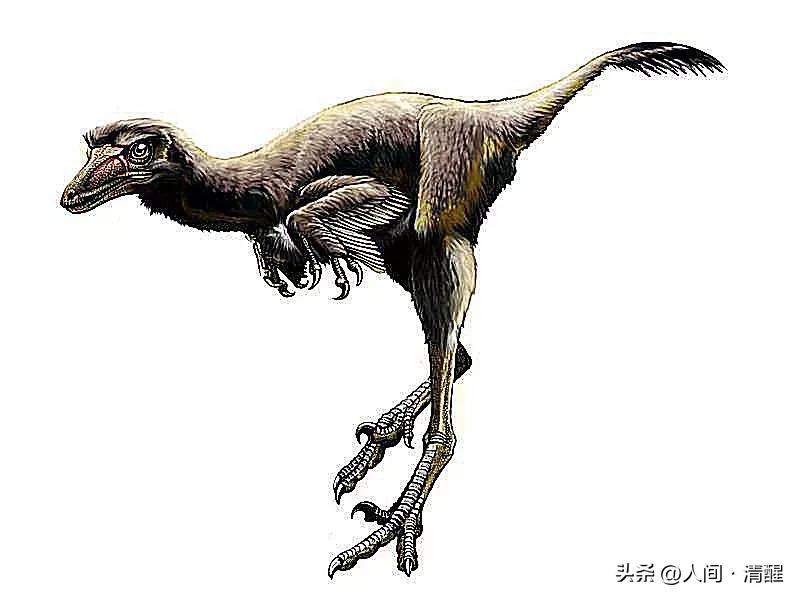 首次挖掘带羽毛的恐龙图片,全部带羽恐龙介绍纪录片