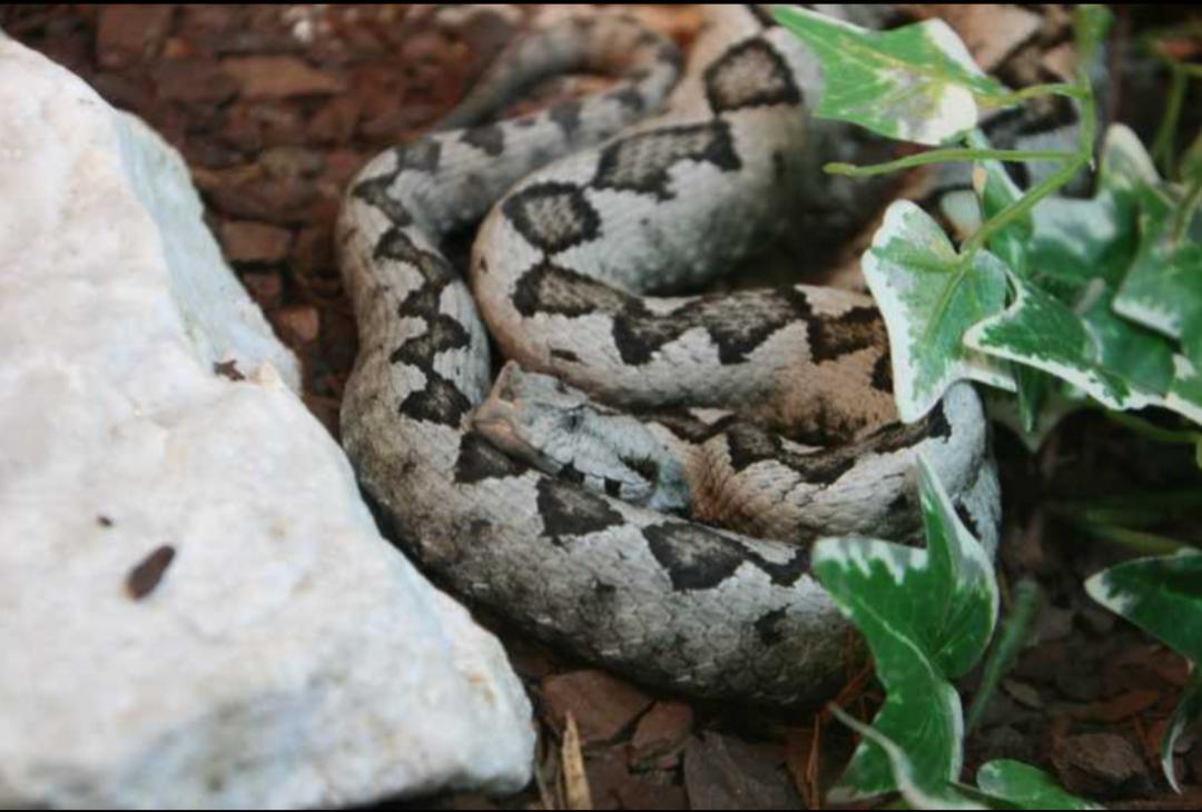 「原来欧洲有这么多种蛇？！」偷师卡塞尔的豢龙大师·下