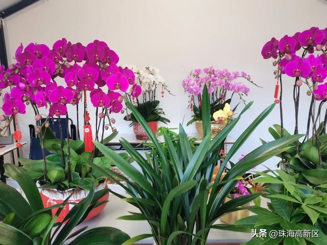 迎春花市亮灯仪式,珠海高新区迎春花市时间表