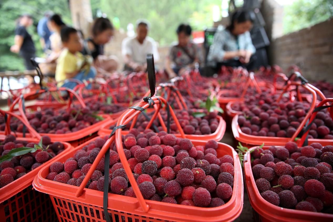 杨梅里究竟有多少寄生虫？吃之前可要注意了！
