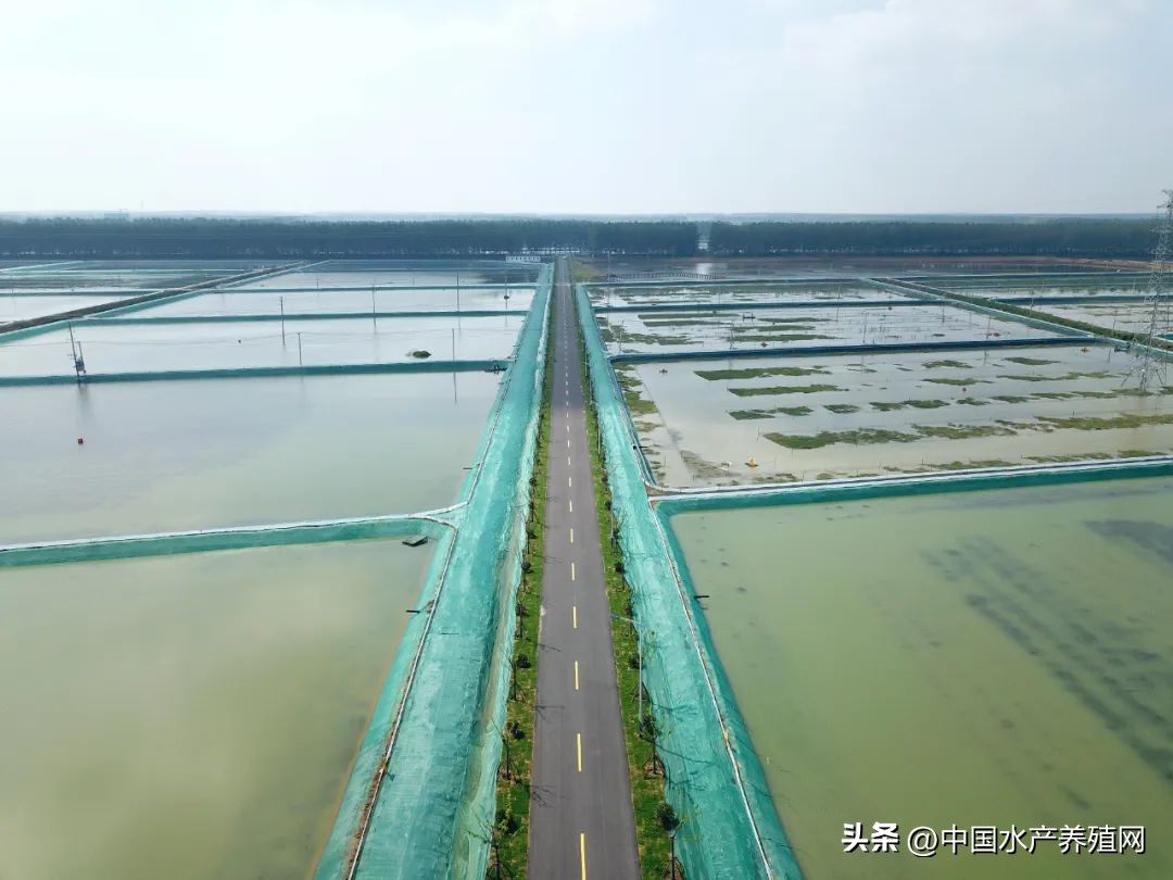 江苏螃蟹基地,探访阳澄湖螃蟹养殖区