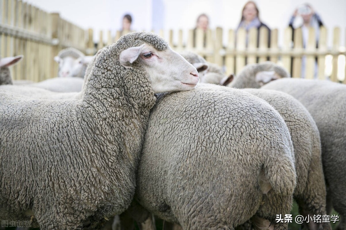 棉麻丝毛哪个面料最娇嫩,棉麻面料的洗护