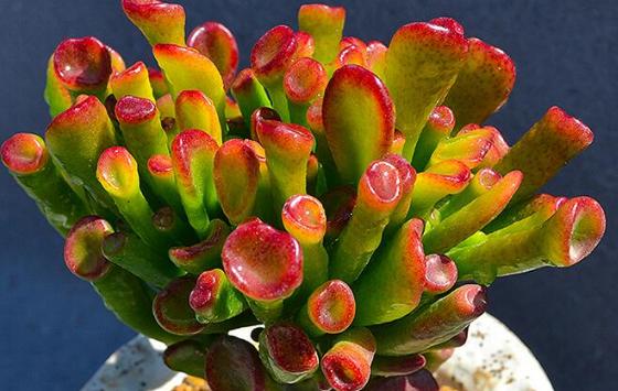 家居摆同一种花最好摆放几盆,摆在客厅的4种花