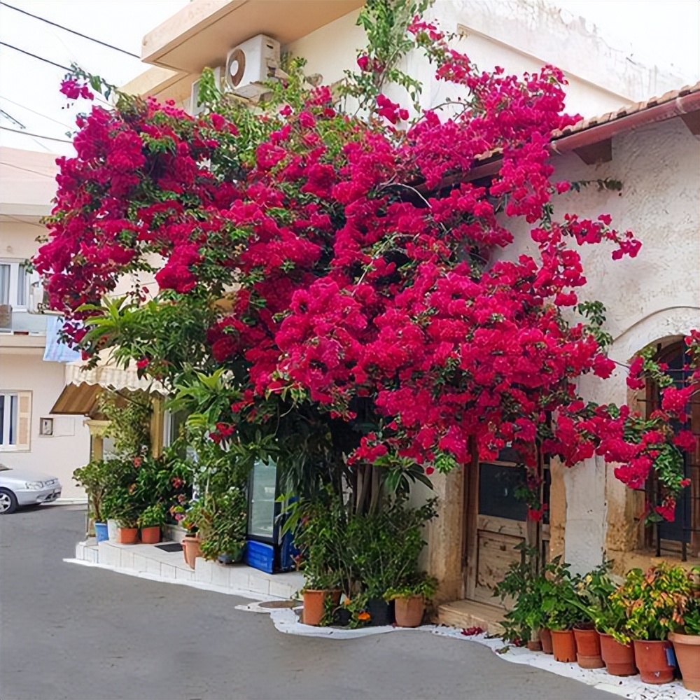 它是“花中劳模”，种植简单，开花量较多，庭院阳台皆可种