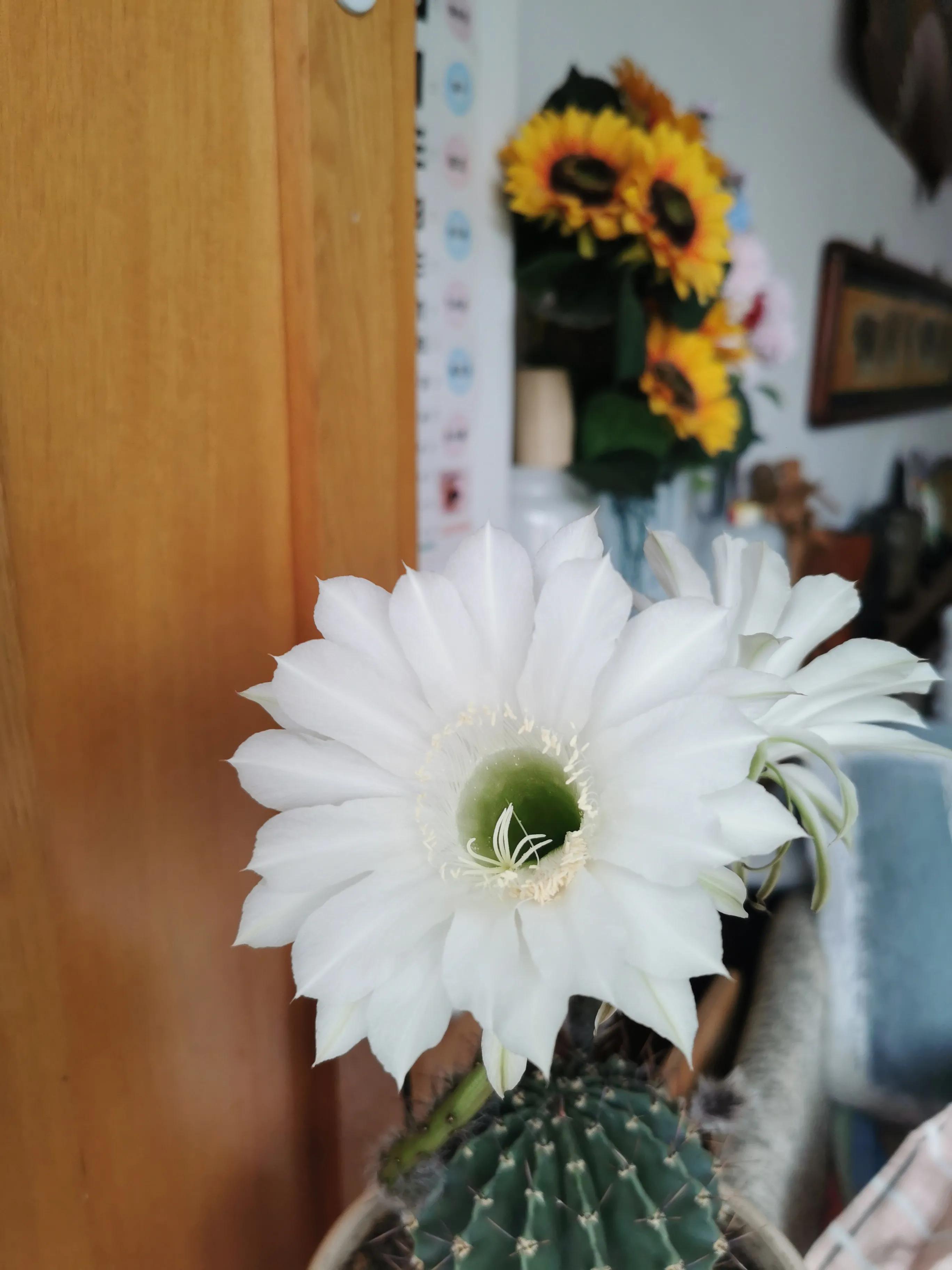 今天仙人球开花了，寓示中国股票牛市的到来！