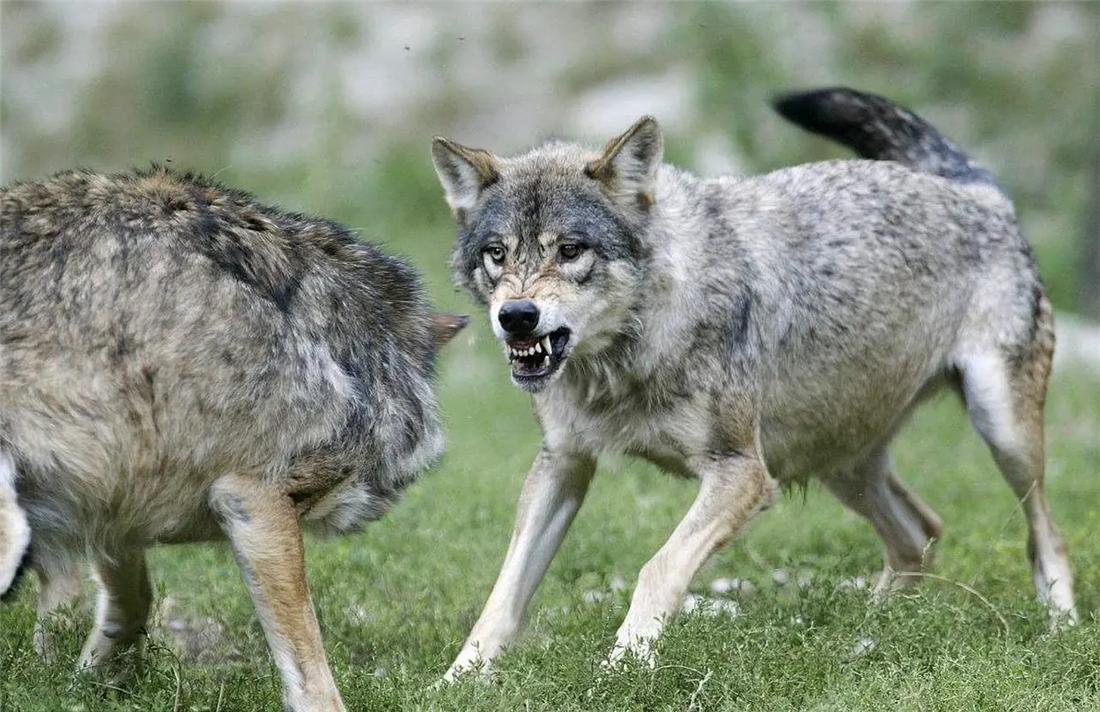 蒙古牧羊犬咬了狼视频,蒙古牧羊犬咬狼