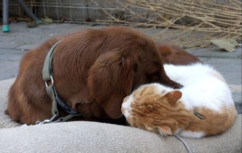 狗狗总是睡不踏实是怎么回事,狗狗总是很困怎么回事