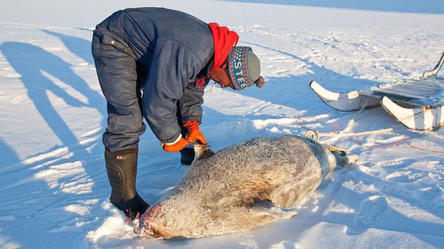 辽宁大连100头斑海豹幼仔遭猎捕,辽宁盘锦斑海豹罕见上岸晒日光浴