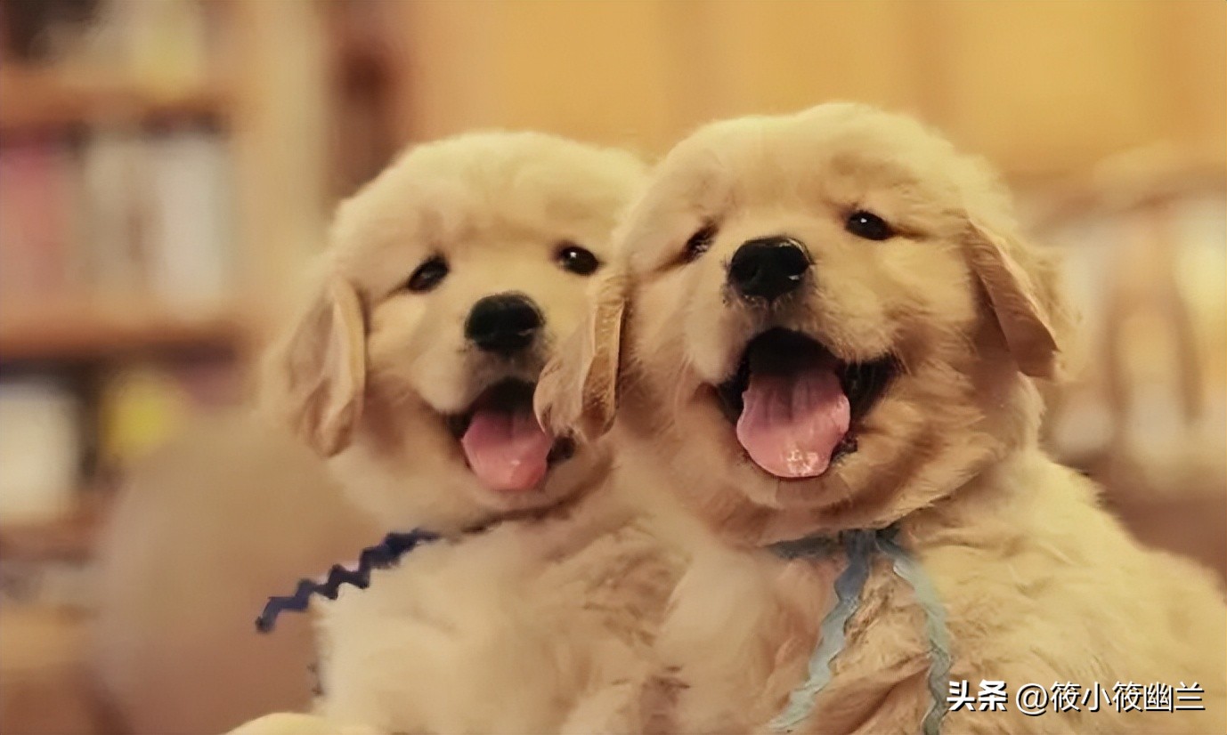 傻傻分不清的几种狗狗,什么狗狗的脾气最好最容易熟悉