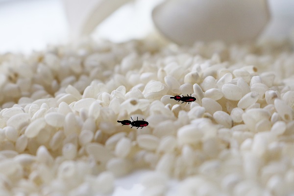 我们吃的米饭主要含有什么,我们吃的粮食中有虫卵吗