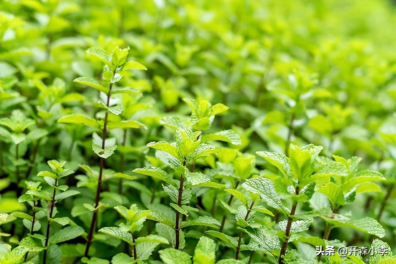 深圳进口产品报关流程咖啡豆,深圳薄荷叶进口报关时间