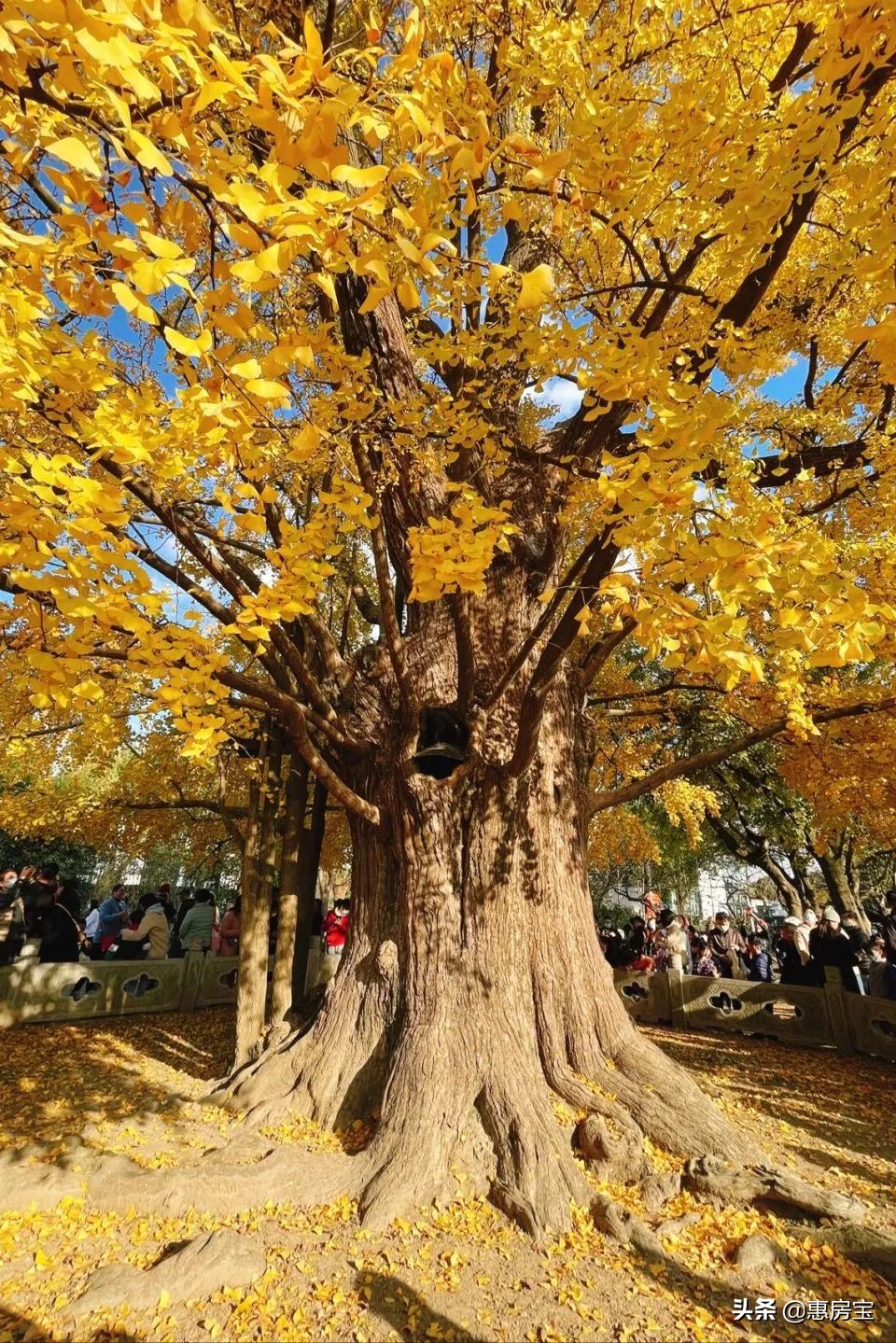 上海公园免费,上海免费公园排行