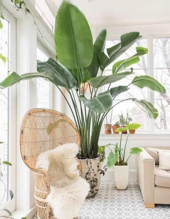 朝阳客厅绿植大叶,十件最适合在客厅养的易活绿植