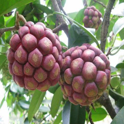 100多种罕见水果欣赏,100种罕见水果名字