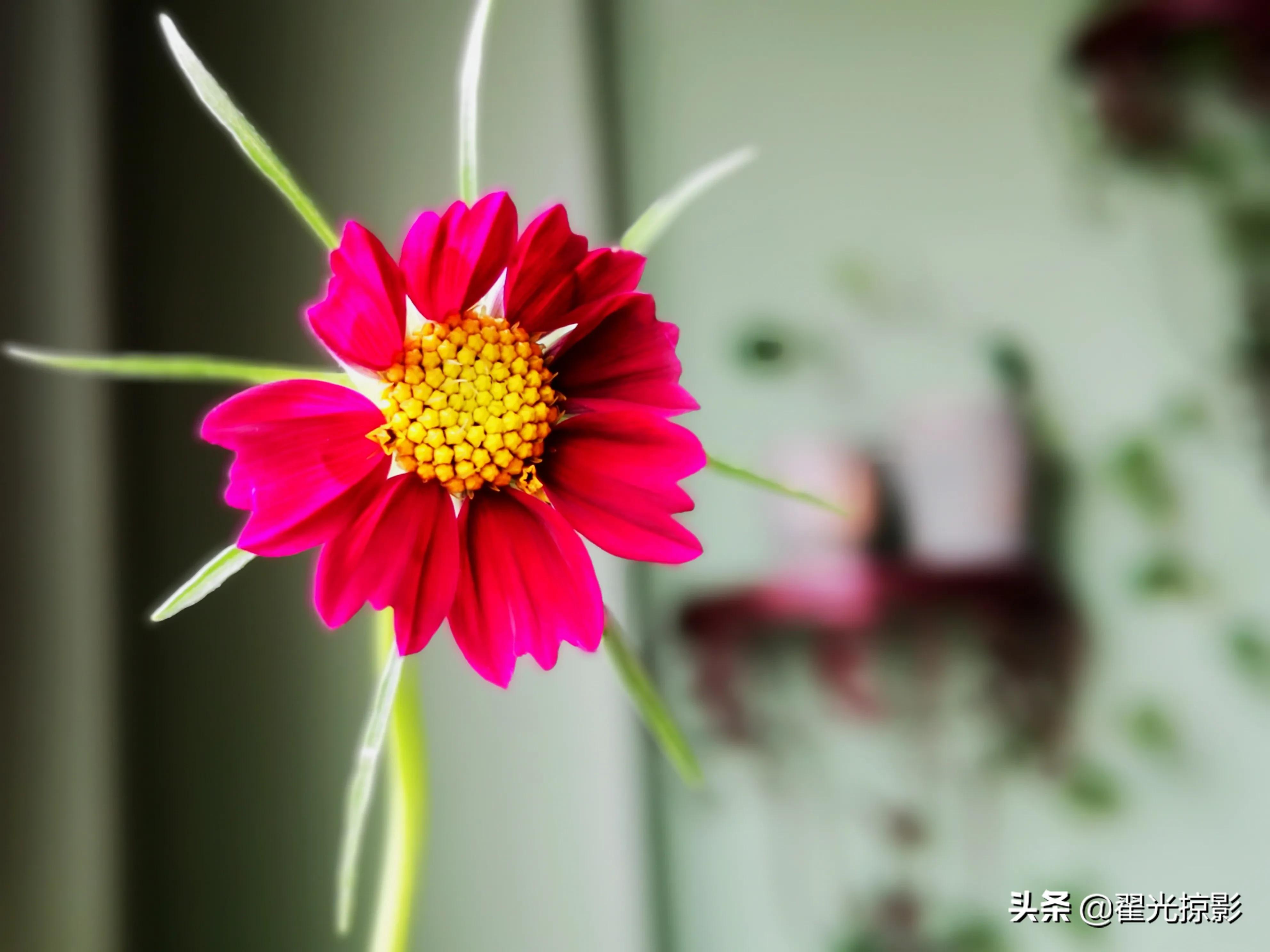 波斯菊坚强,波斯菊的秘密