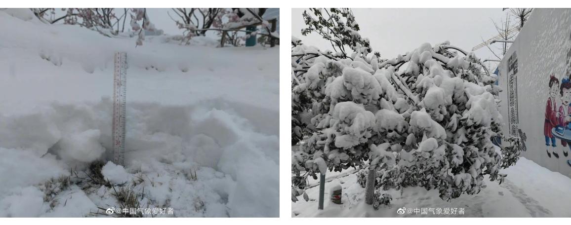 冬天在室内不怕冻的有哪些植物,冬季适合室内不怕冻的植物