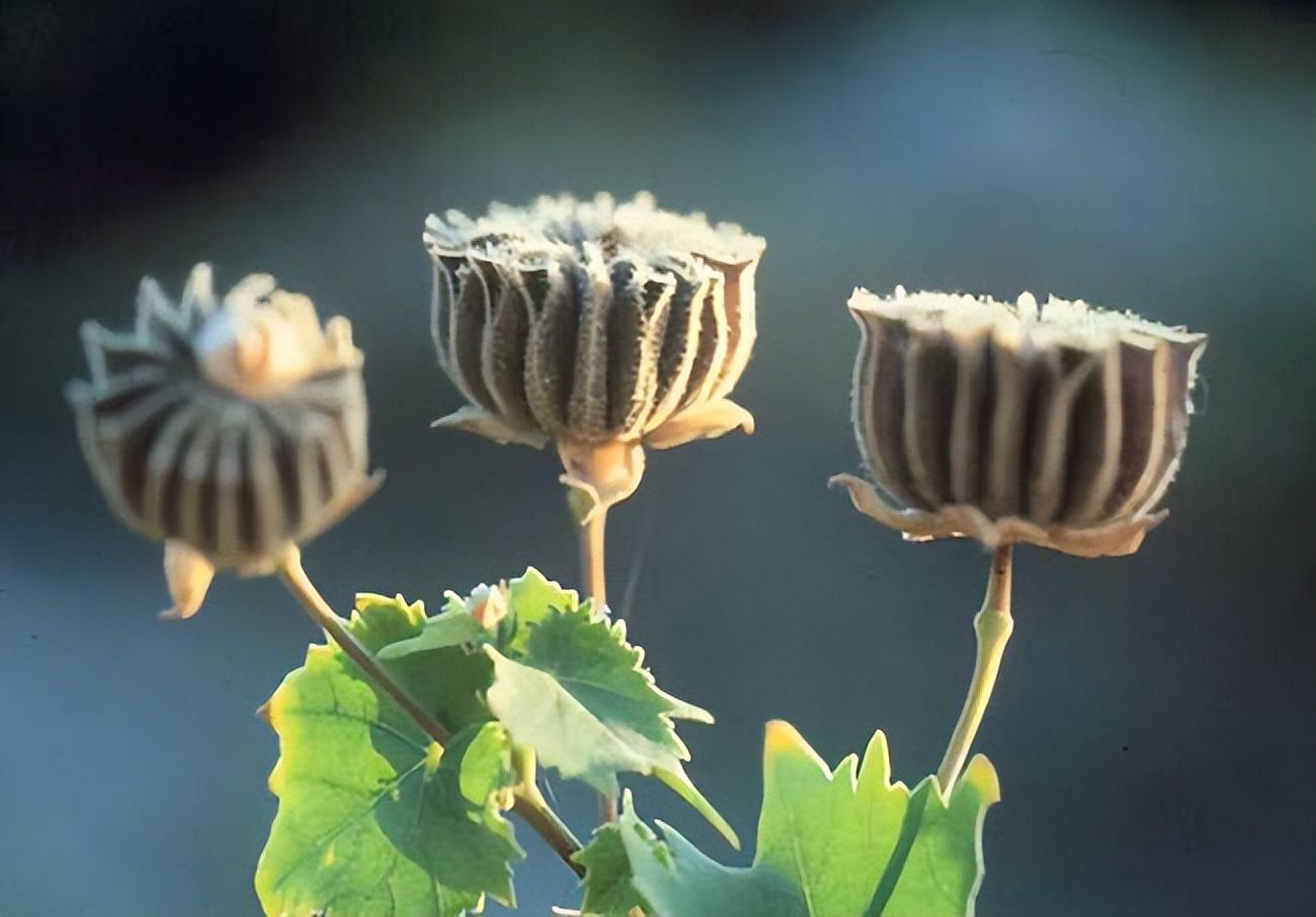 恶性肿瘤患者放疗期间吃点什么好,恶性肿瘤放疗后的注意事项