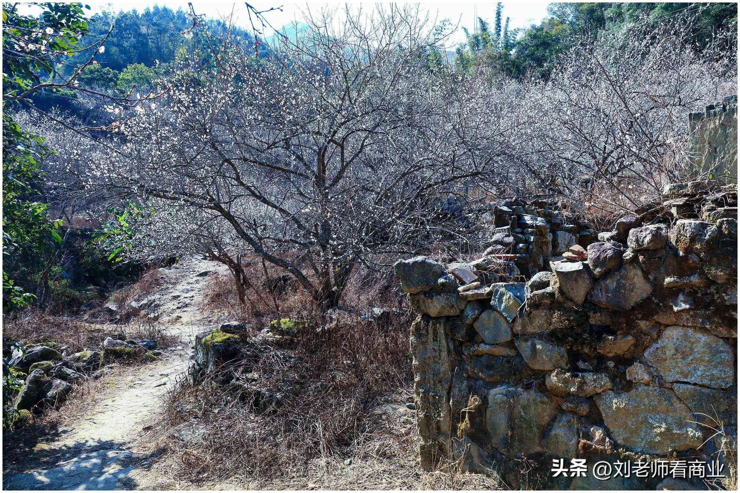 普宁老仙洞梅花盛开,普宁赏梅花最佳地点