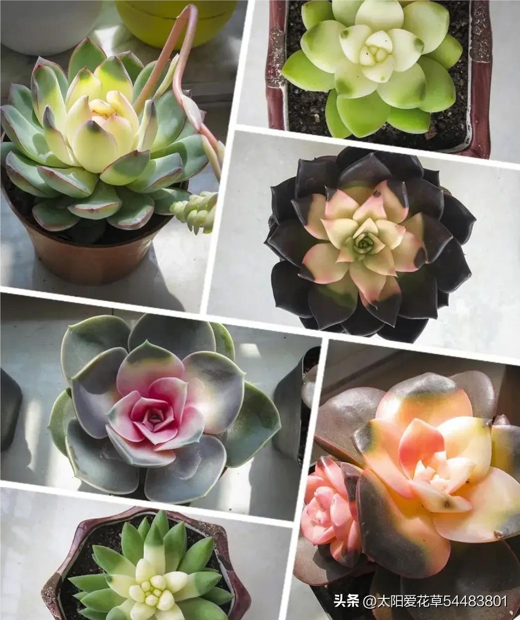 再买多肉，一定坚持5不选，不是误导，是过来人的经验教训