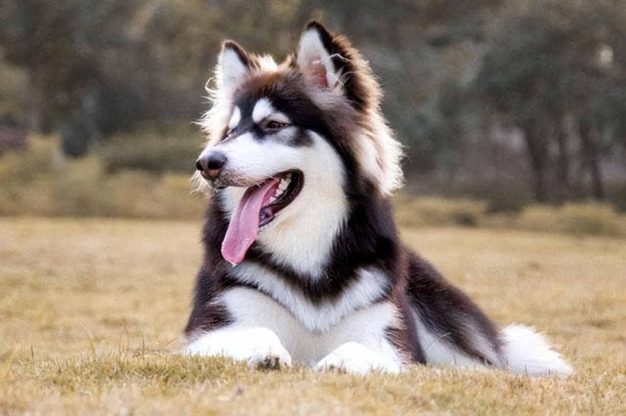 纯种阿拉斯加优缺点,阿拉斯加值不值得养