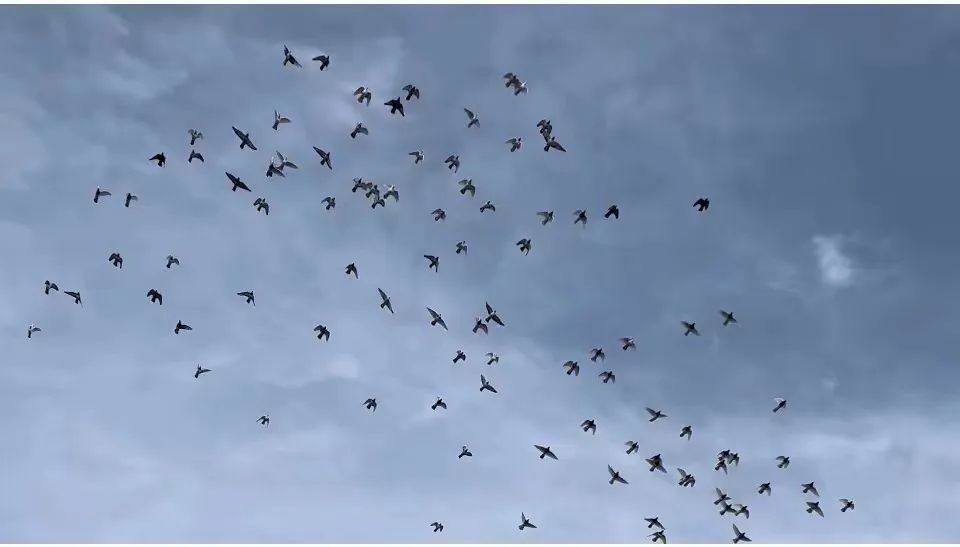 农村养殖鸽子致富视频,鸽子养殖怎样延伸产业链