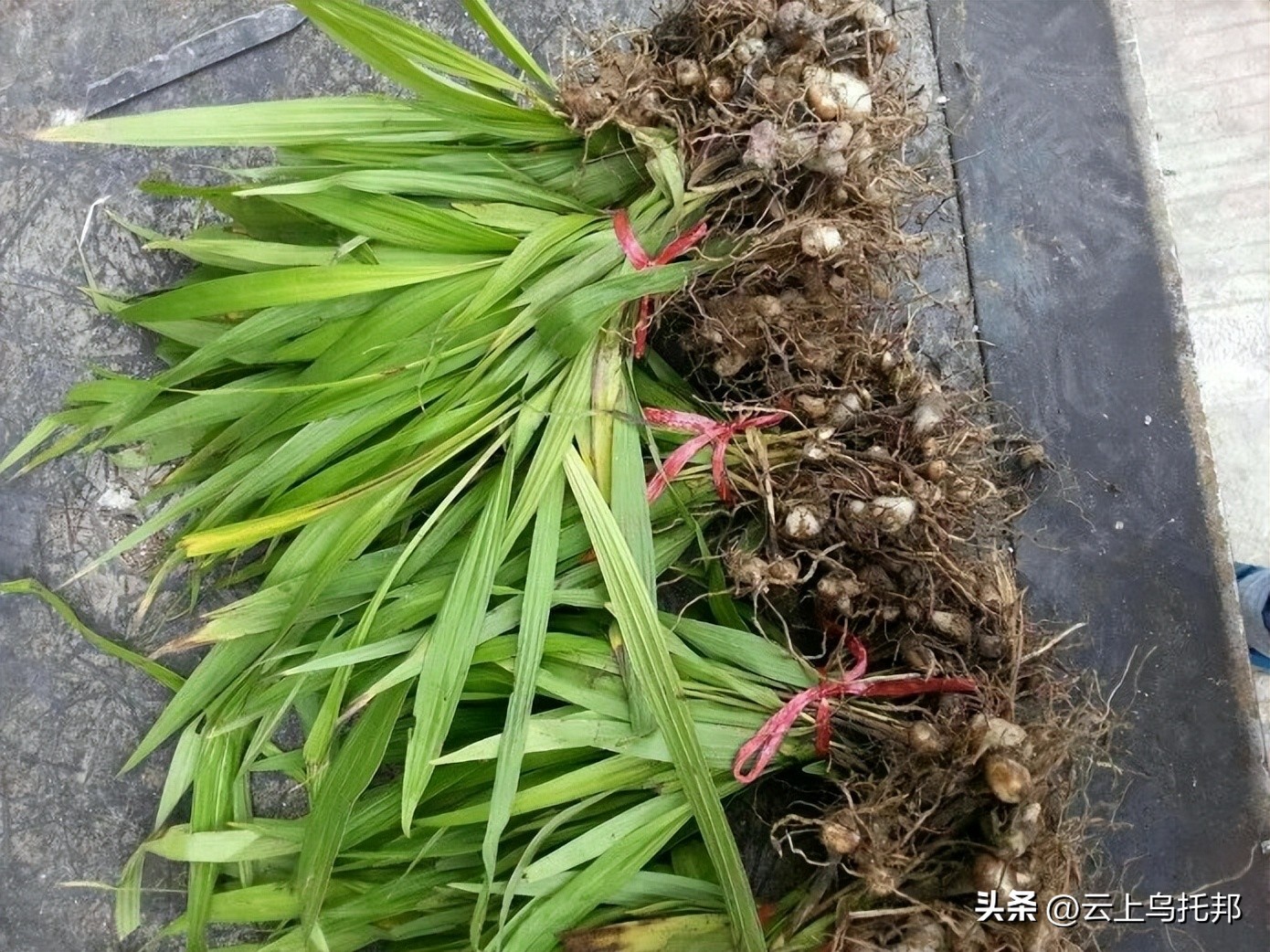 缇庢床浼犵粺鍖诲,鍙や唬缇庢床鎬庝箞娌荤梾