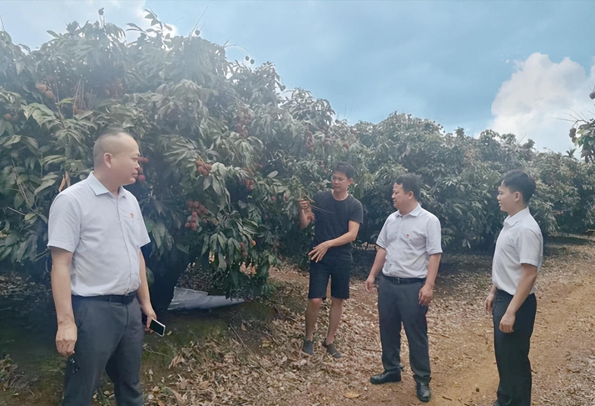 镇平县小樱桃变身致富果,广西田东小芒果变成脱贫致富果