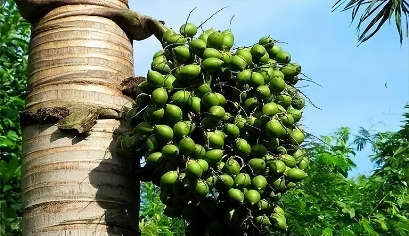 槟榔加烟，法力无边”下的恨与爱